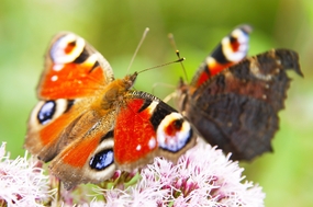 缤纷彩色孔雀蛱蝶图片